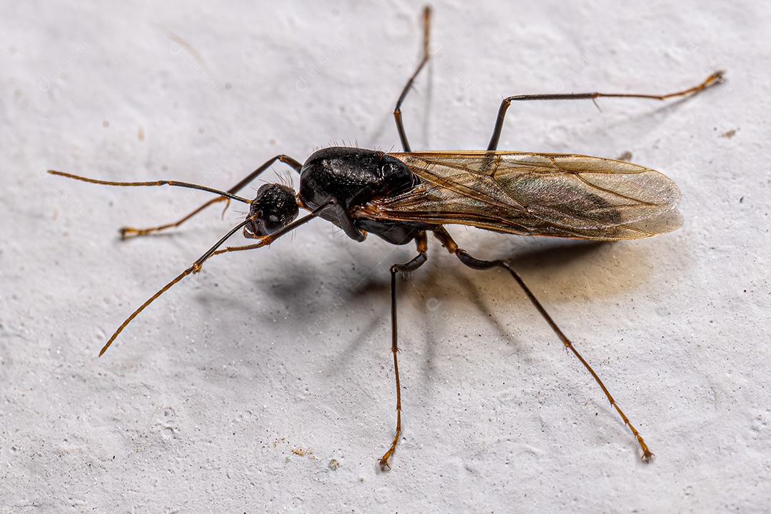 Macho adulto da formiga carpinteira alada do gênero Camponotus.