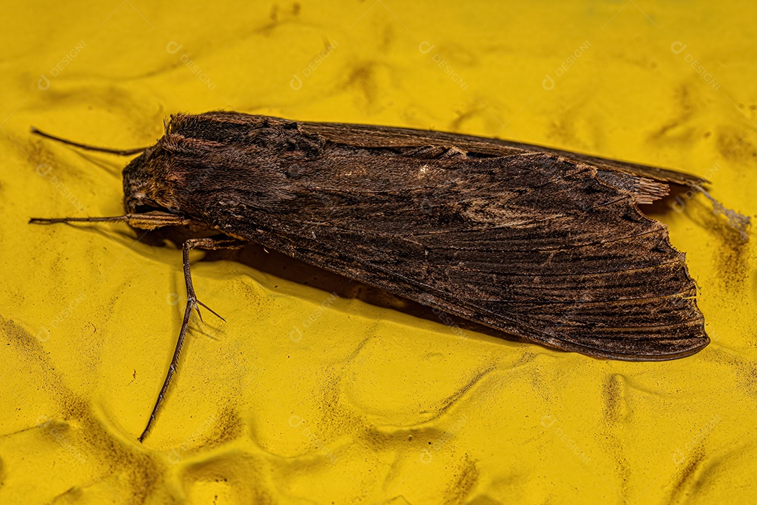 Mariposa Esfinge adulta do gênero Erinnyis.