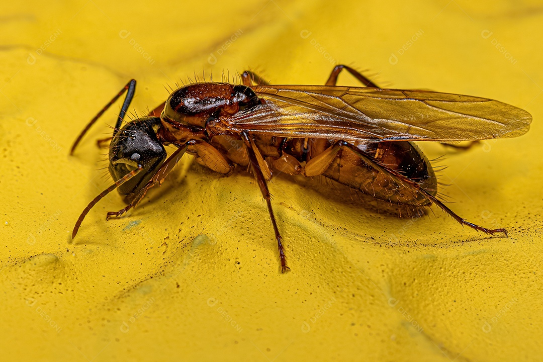 Formiga Rainha Carpinteira Fêmea adulta do gênero Camponotus.