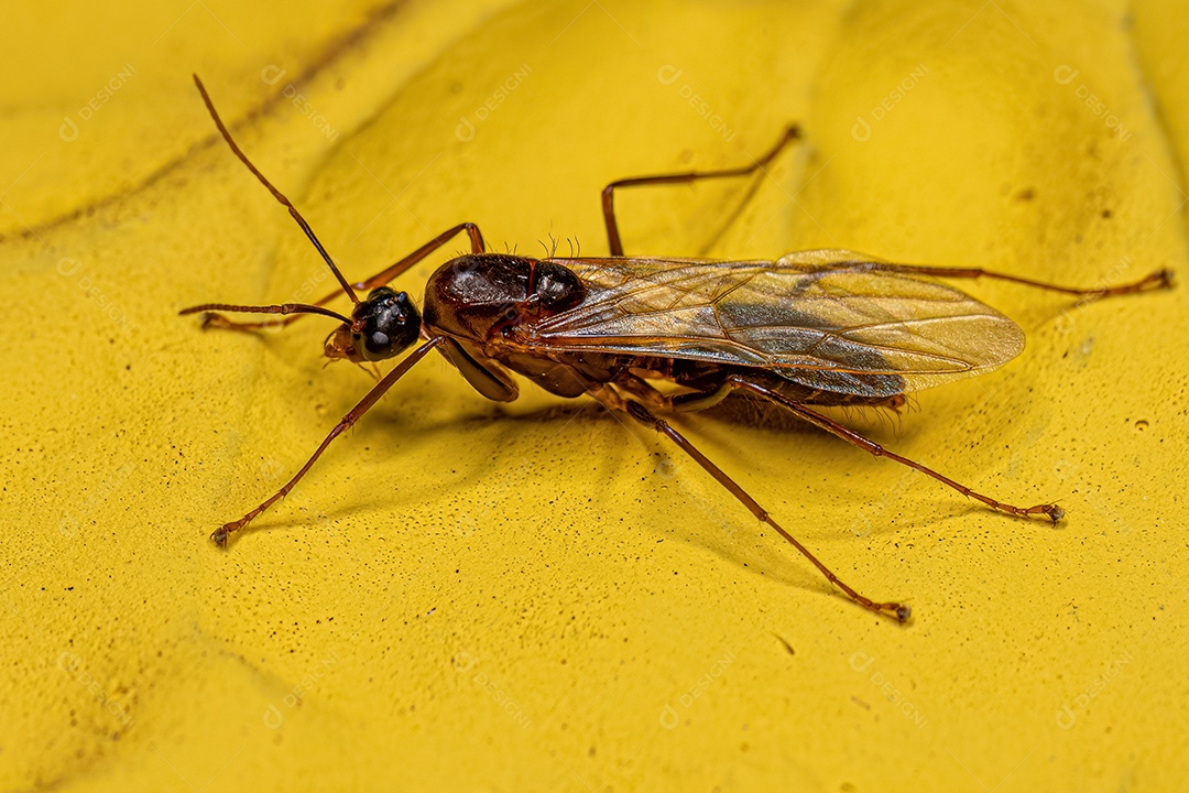 Macho adulto da formiga carpinteira alada do gênero Camponotus.