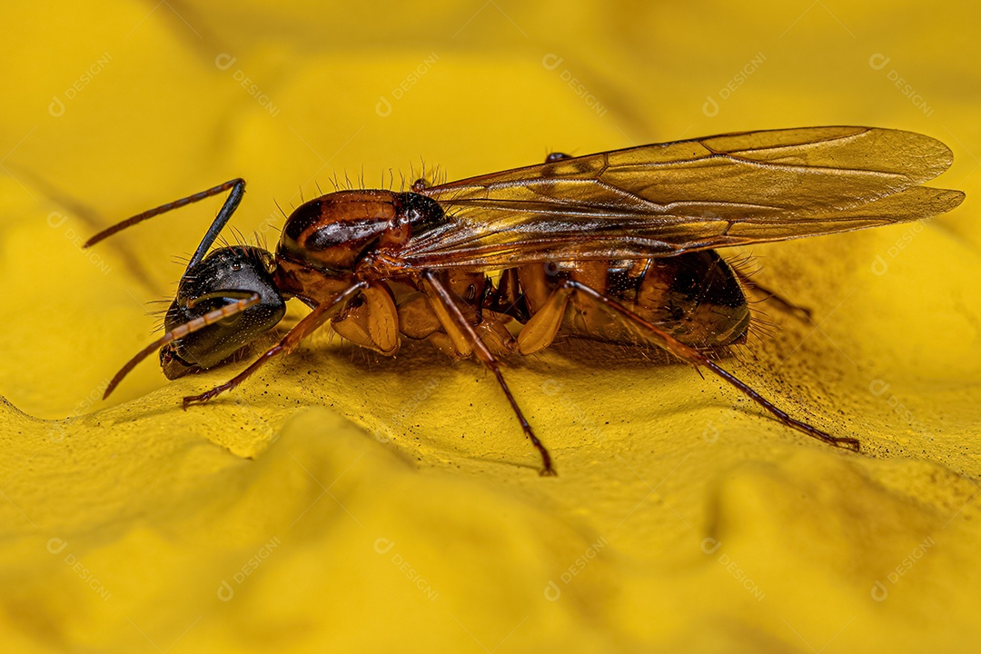 Formiga Rainha Carpinteira Fêmea adulta do gênero Camponotus.