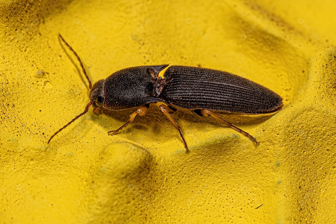 Besouro adulto da família Elateridae.