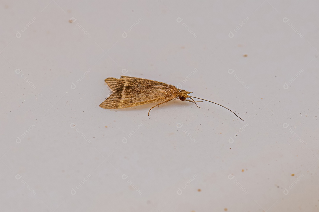Inseto Caddisfly Adulto da Ordem Trichoptera.