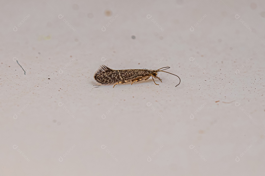 Inseto Caddisfly preto adulto da família Glossosomatidae.