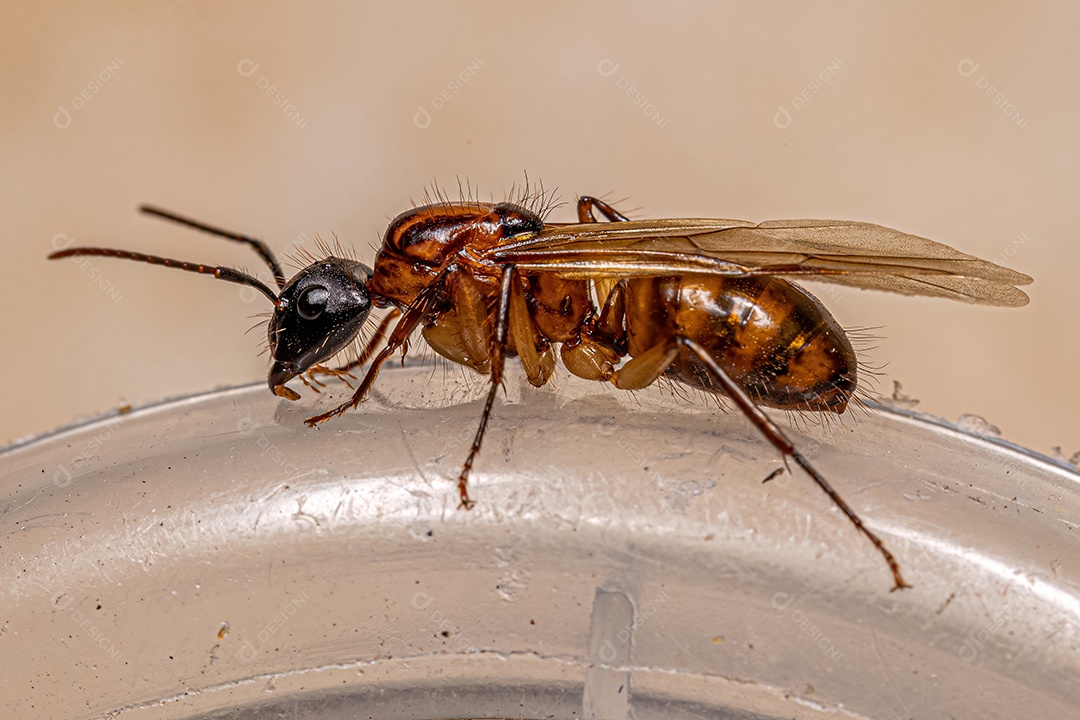 Formiga Rainha Carpinteira Fêmea adulta do gênero Camponotus.