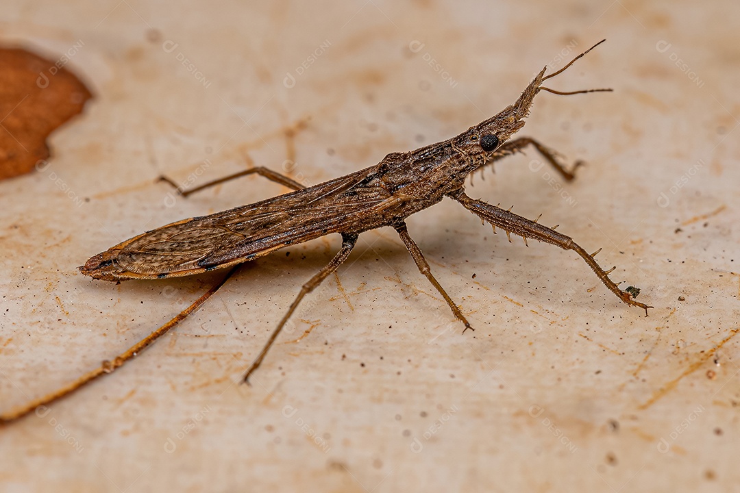 Inseto assassino adulto da subfamília Stenopodainae.