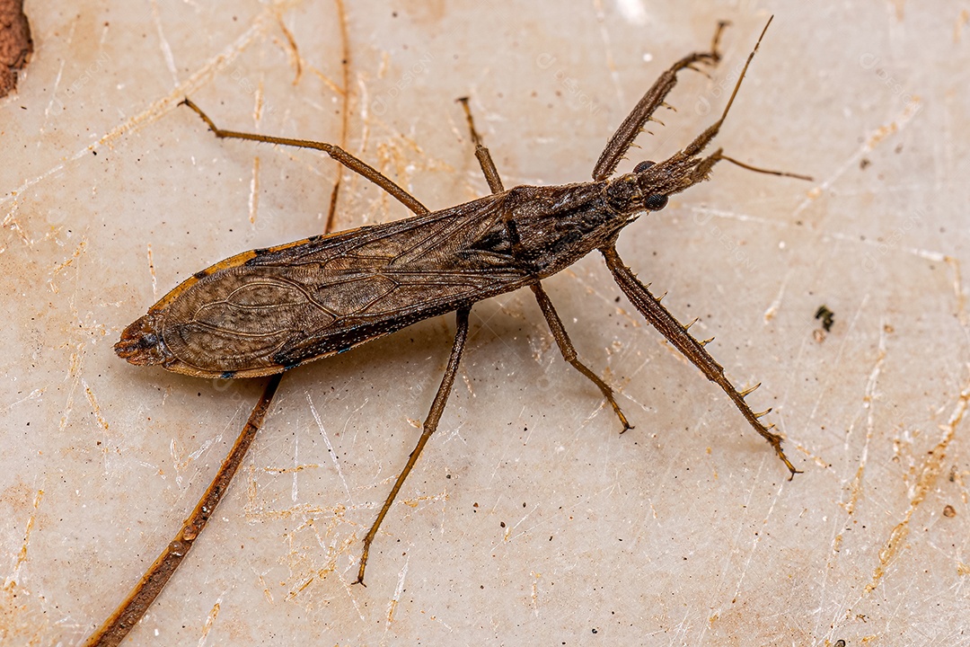 Inseto assassino adulto da subfamília Stenopodainae.