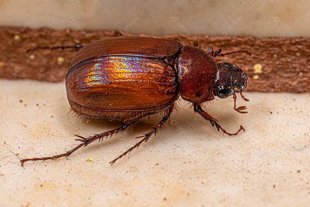 Besouro junho adulto da subfamília Melolonthinae.