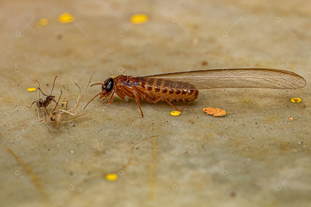 Cupim superior adulto da família Termitidae.