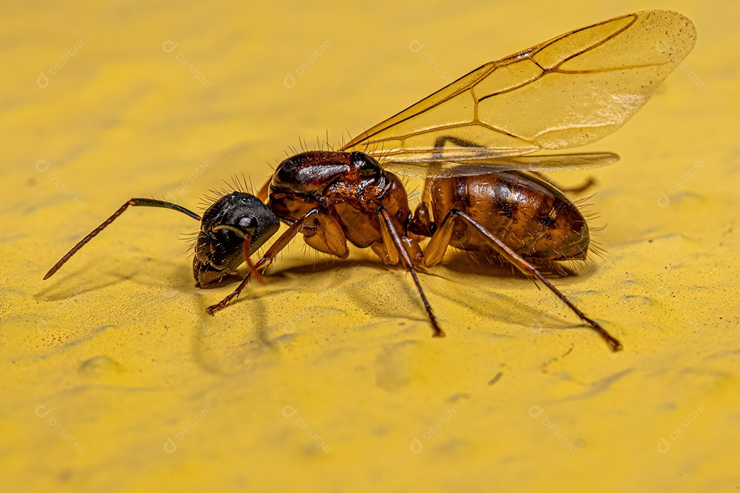 Formiga Rainha Carpinteira Fêmea adulta do gênero Camponotus.