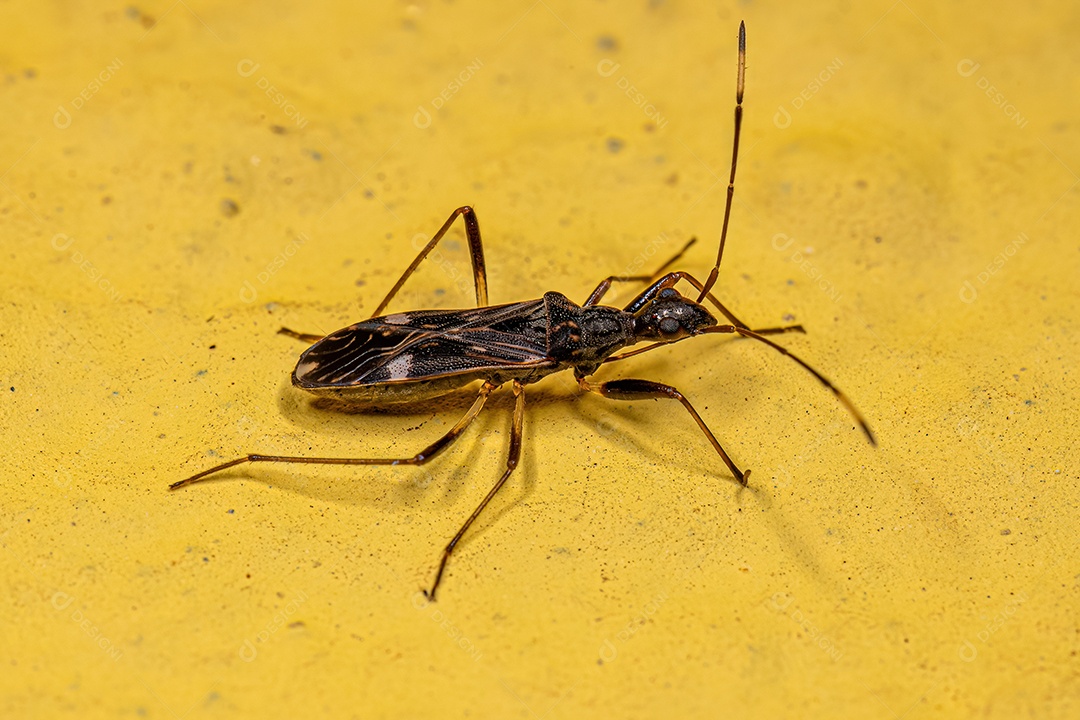 Inseto de semente cor de sujeira adulto da subfamília Rhyparochrominae.