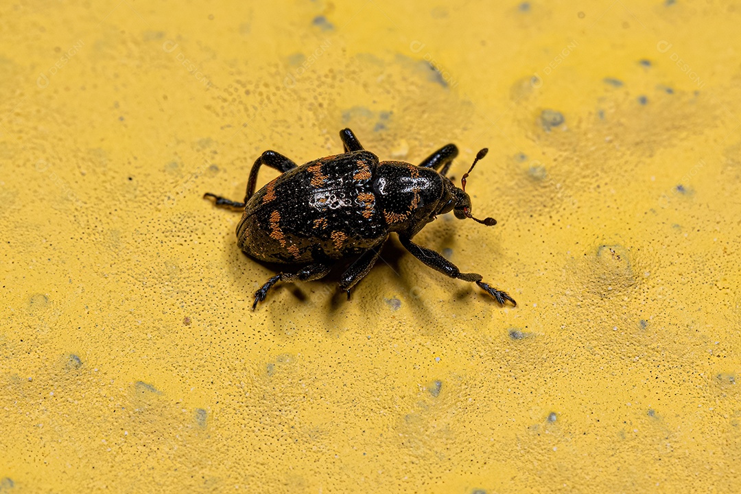 Gorgulho Verdadeiro Adulto da Espécie Tyloderma fasciatum.