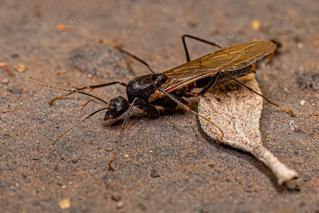 Macho adulto da formiga carpinteira alada do gênero Camponotus.