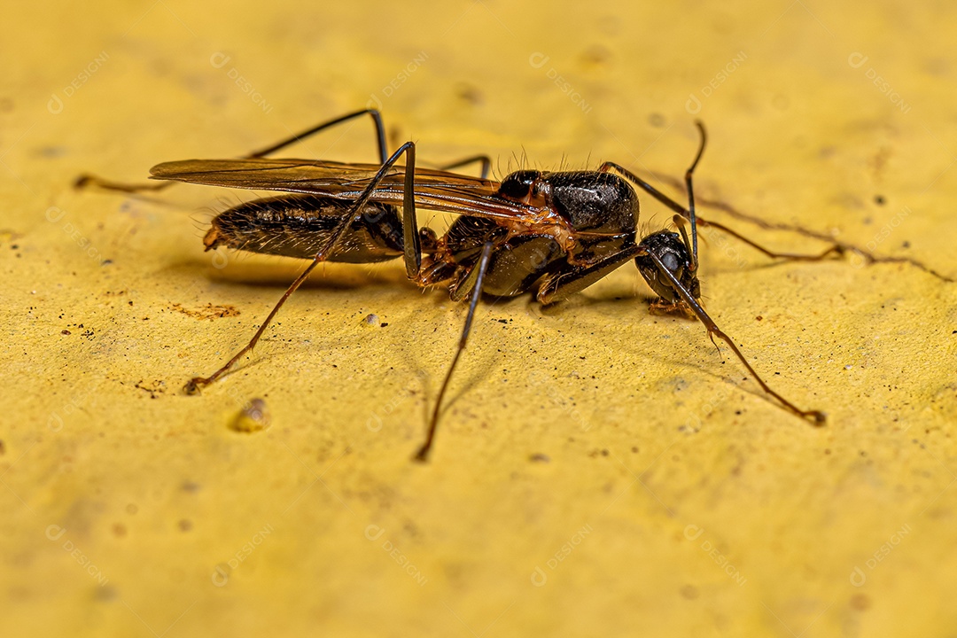 Macho adulto da formiga carpinteira alada do gênero Camponotus