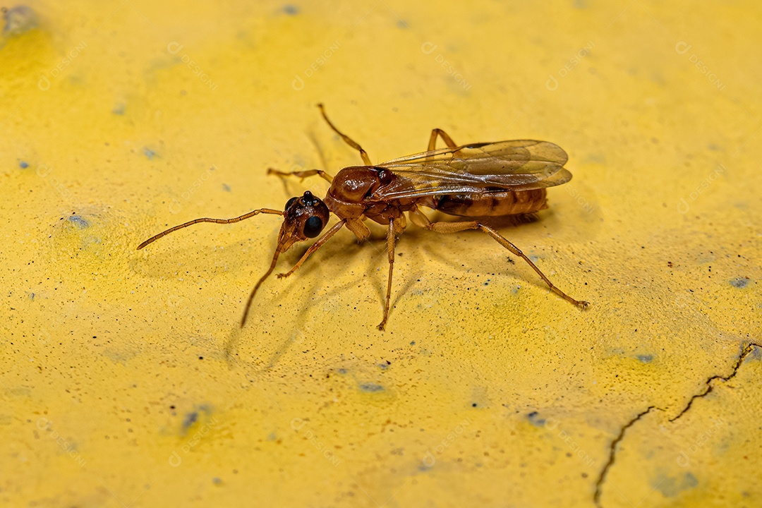 Formiga Alada Macho Adulto da Família Formicidae.