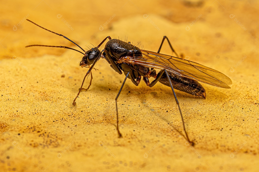 Macho adulto da formiga carpinteira alada do gênero Camponotus.