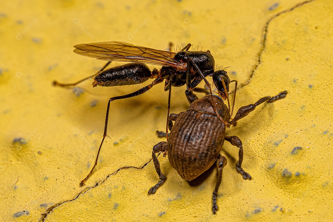 Macho adulto da formiga carpinteira alada do gênero Camponotus e um gorgulho verdadeiro adulto da família Curculionidae.