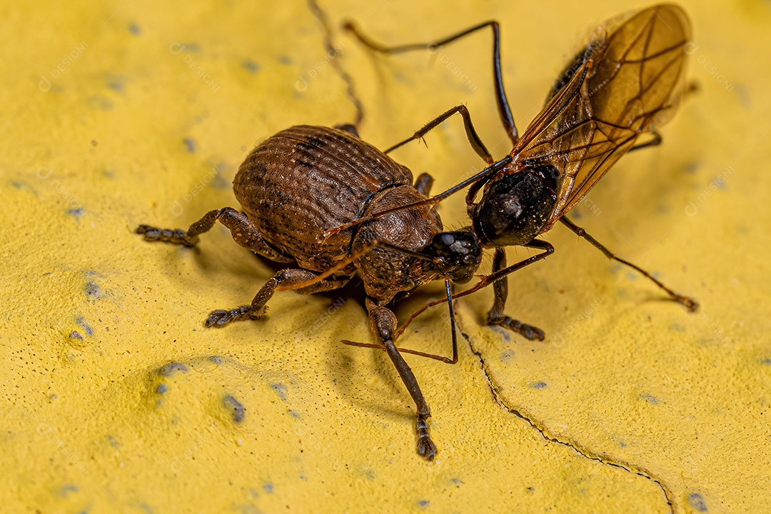 Macho adulto da formiga carpinteira alada do gênero Camponotus e um gorgulho verdadeiro adulto da família Curculionidae.