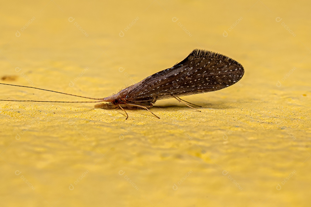 Adult Spiral Caddisfly Insect of the Genus Helicopsyche.