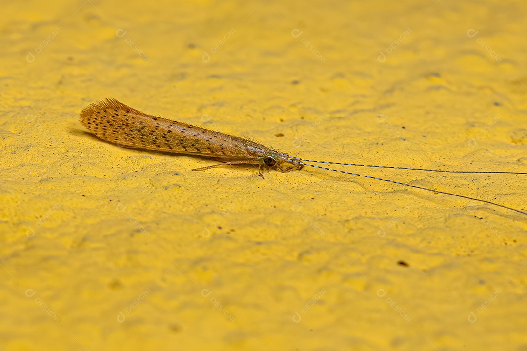 Inseto Caddisfly adulto do gênero Nectopsyche.