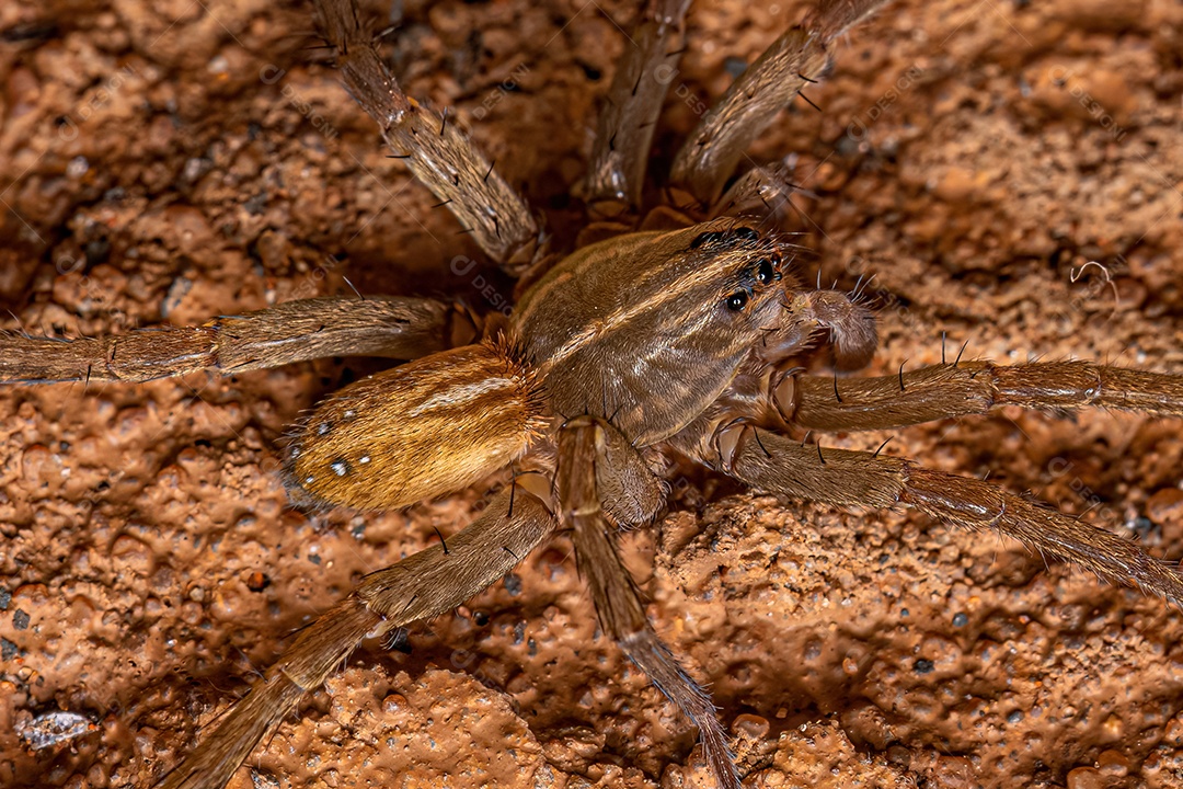 Aranha Lobo Macho Pequena da Família Lycosidae.