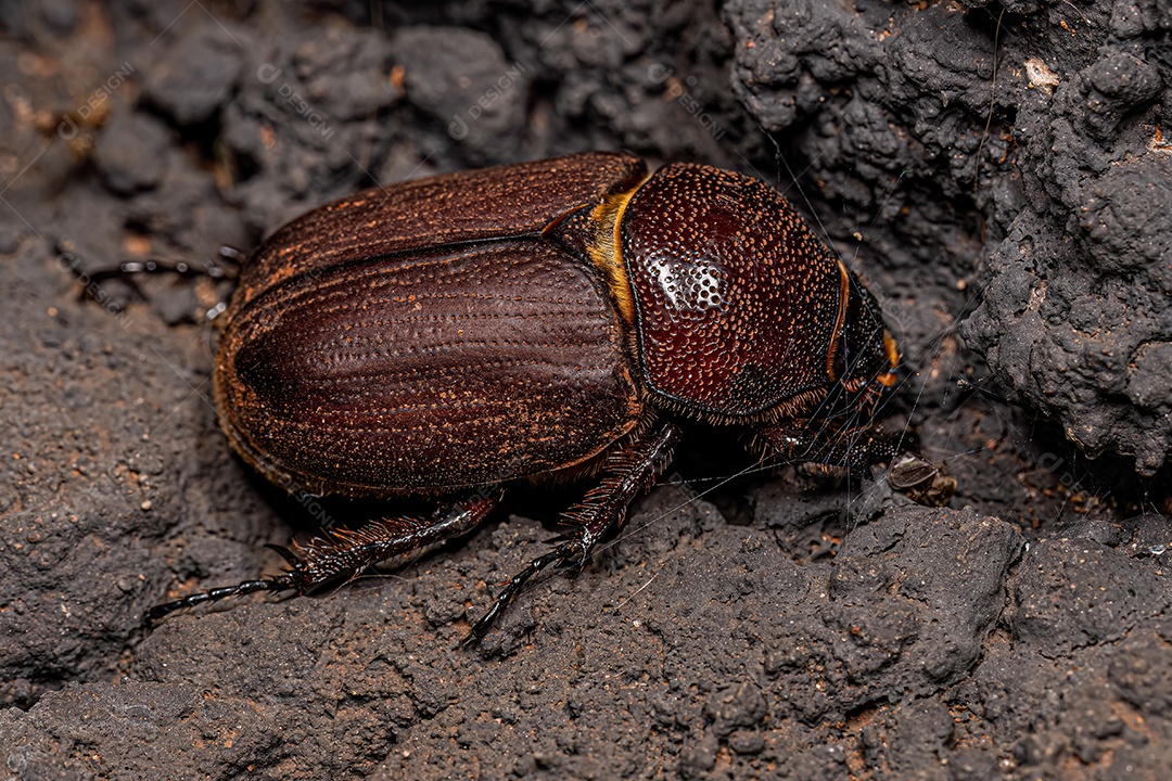 Besouro rinoceronte adulto da subfamília Dynastinae.