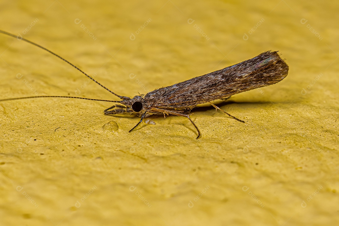 Inseto Caddisfly Fêmea Adulto do Gênero Marília.