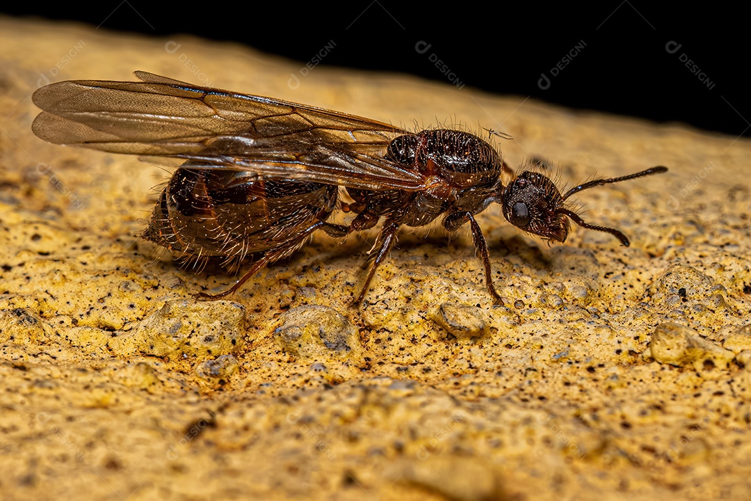 Formiga Coquetel Fêmea Adulta Rainha do Gênero Crematogaster.