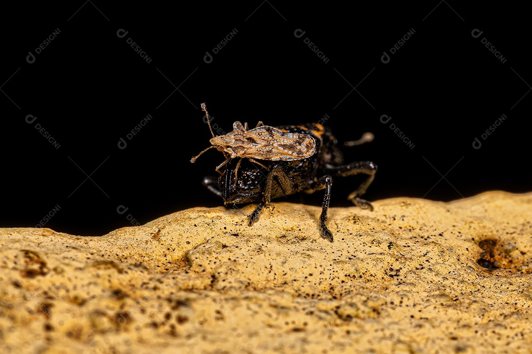 Gorgulho verdadeiro adulto da espécie Tyloderma fasciatum com um inseto adulto da família Tingidae nas costas.