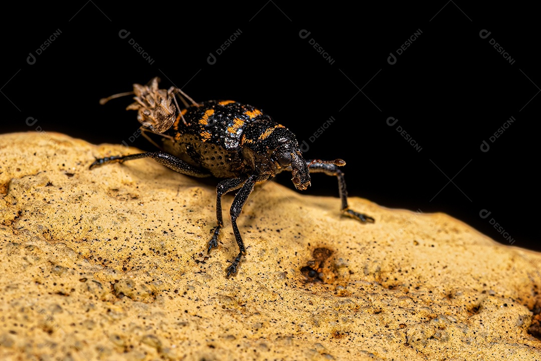 Gorgulho verdadeiro adulto da espécie Tyloderma fasciatum com um inseto adulto da família Tingidae nas costasGorgulho verdadeiro adulto da espécie Tyloderma fasciatum com um inseto adulto da família Tingidae nas costas.