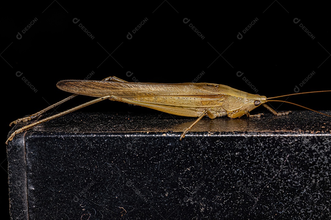 Conehead comum adulto do gênero Neoconocephalus.