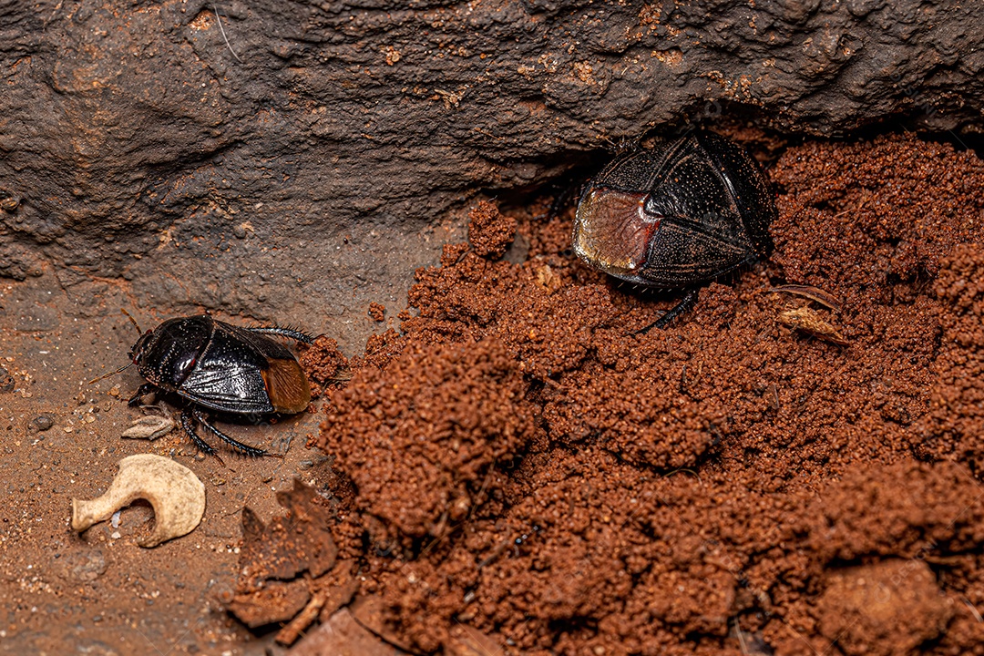 Inseto escavador adulto da família Cydnidae.