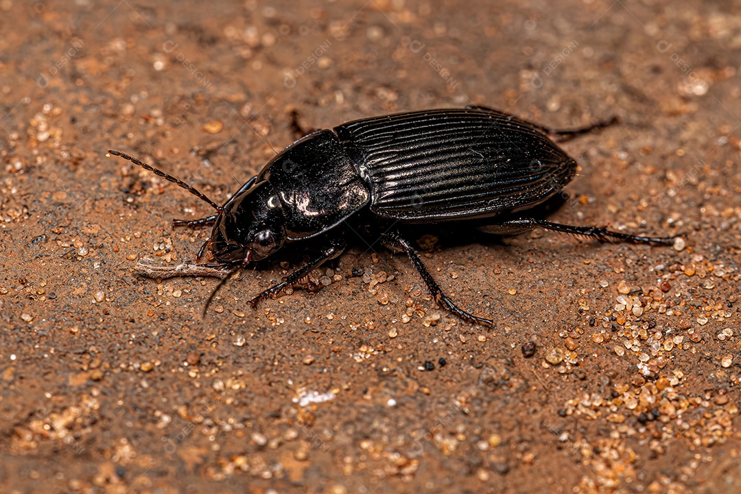 Besouro terrestre adulto da família Carabidae.