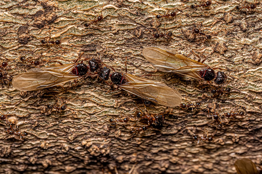 Formigas cabeçudas fêmeas adultas do gênero Pheidole.