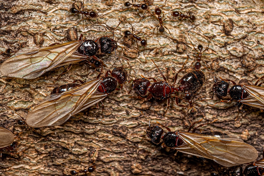 Formigas cabeçudas fêmeas adultas do gênero Pheidole.