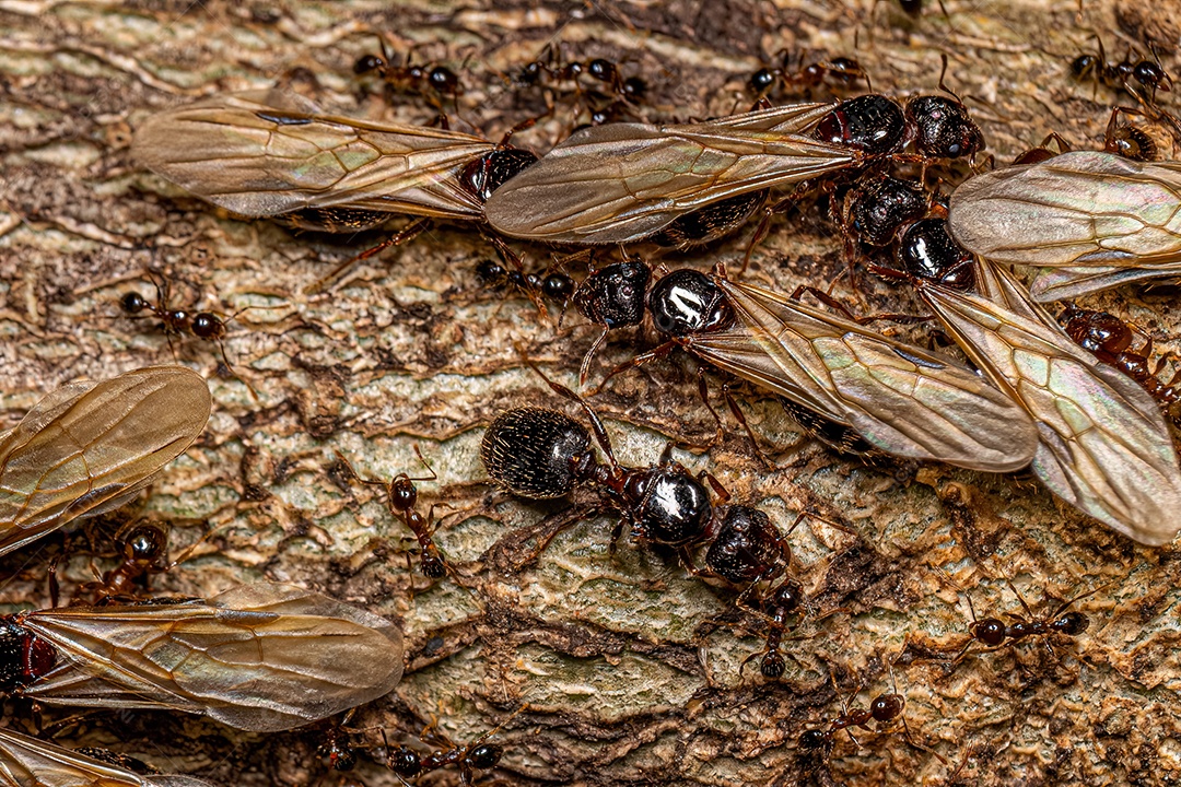 Formigas cabeçudas fêmeas adultas do gênero Pheidole.