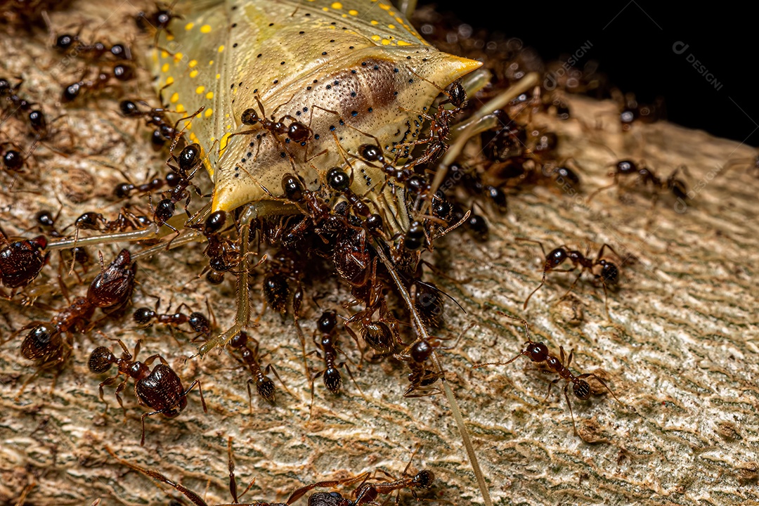 Formigas cabeçudas adultas do gênero Pheidole atacando um percevejo adulto Arvelius manchado de branco da espécie Arvelius albopunctatus.