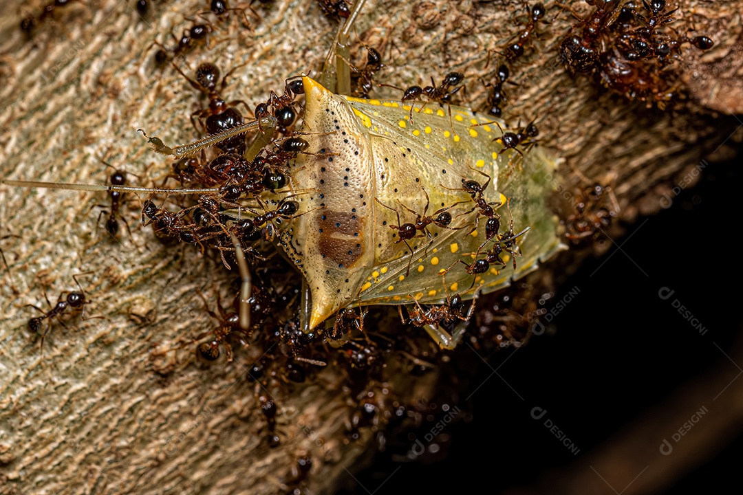 Formigas cabeçudas adultas do gênero Pheidole atacando um percevejo adulto Arvelius manchado de branco da espécie Arvelius albopunctatus.