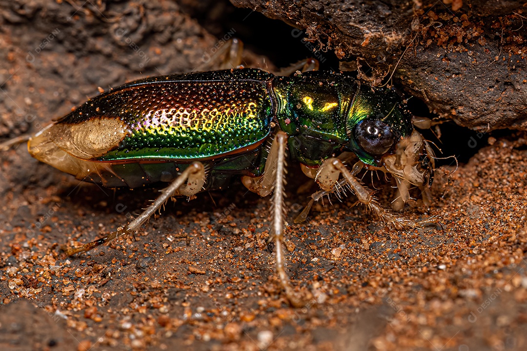 Besouro Tigre Metálico Adulto do Gênero Tetracha.