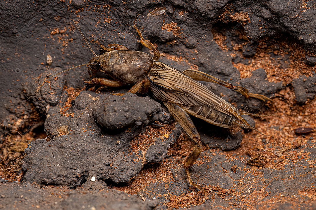 Grilo toupeira adulto da família Gryllotalpidae.
