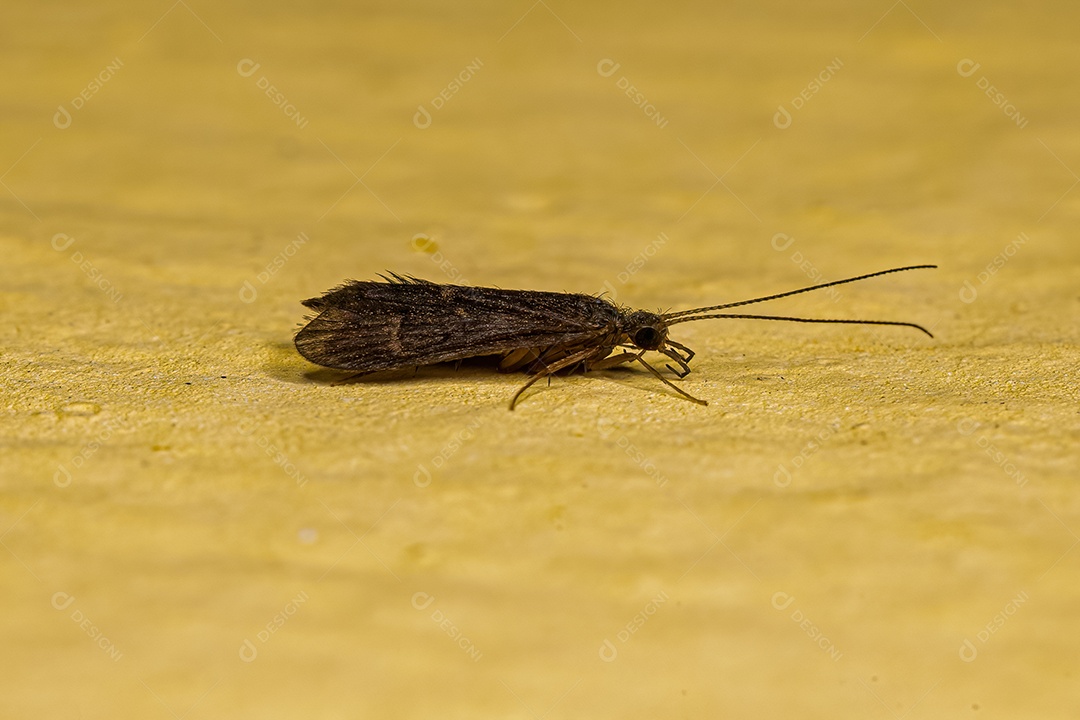 Inseto Caddisfly Adulto da Ordem Trichoptera.