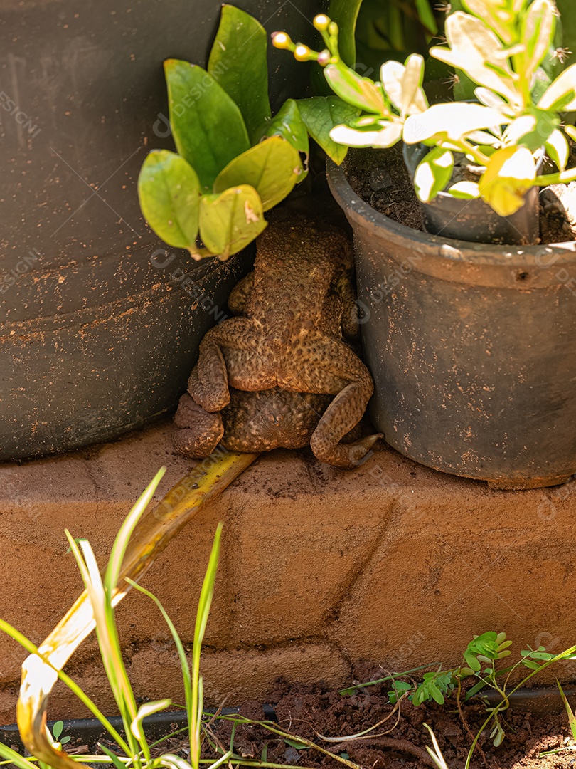 Sapos Cururu adultos da espécie Rhinella diptycha Acasalamento.