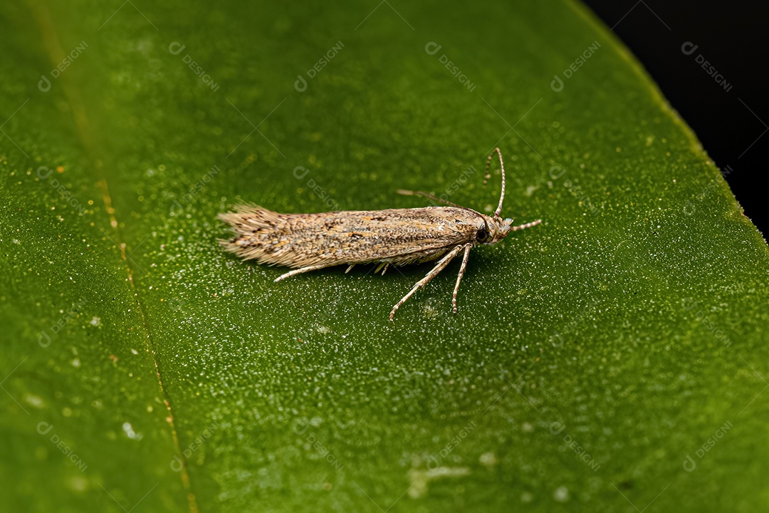 Mariposa Twirler adulta da família Gelechiidae.