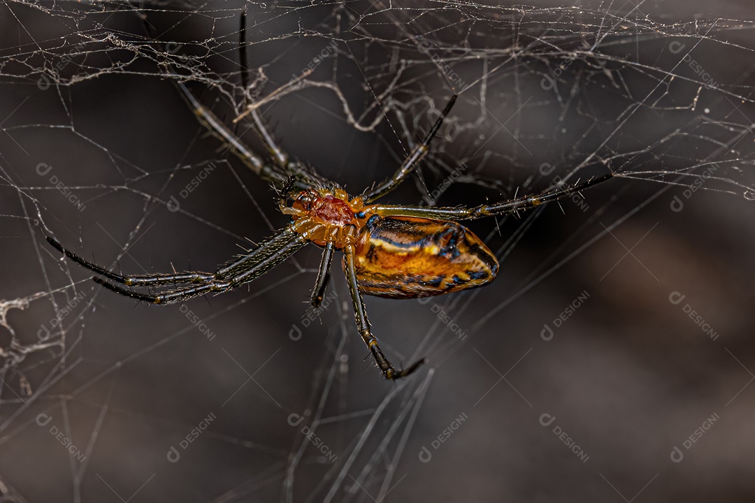 Pequena basílica Orbweaver Aranha da espécie Mecynogea lemniscata.