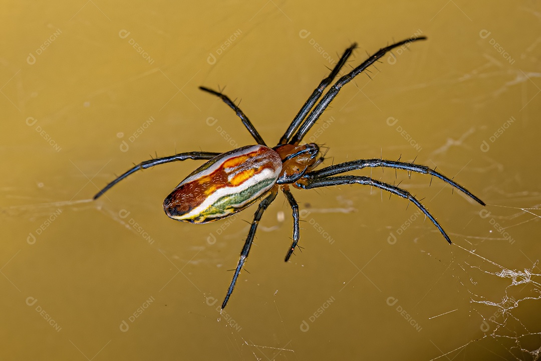 Pequena basílica Orbweaver Aranha da espécie Mecynogea lemniscata.