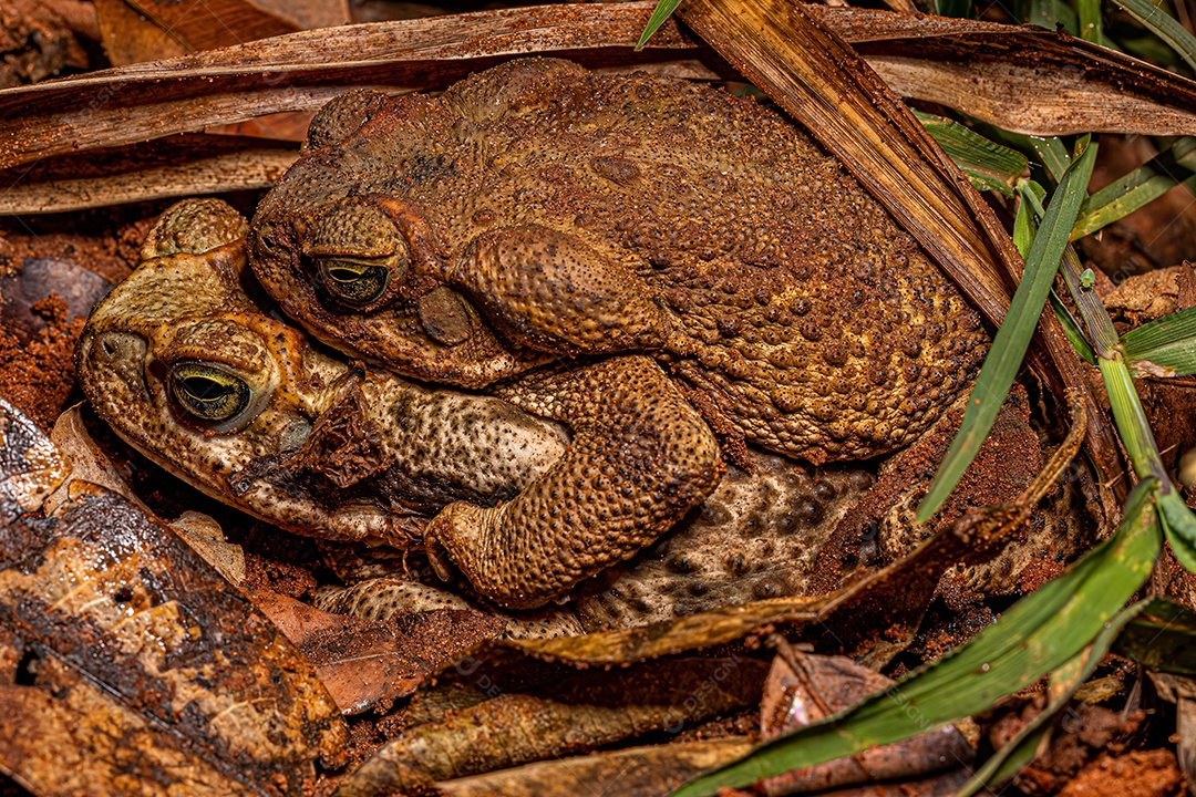 Sapos Cururu adultos da espécie Rhinella diptycha Acasalamento.