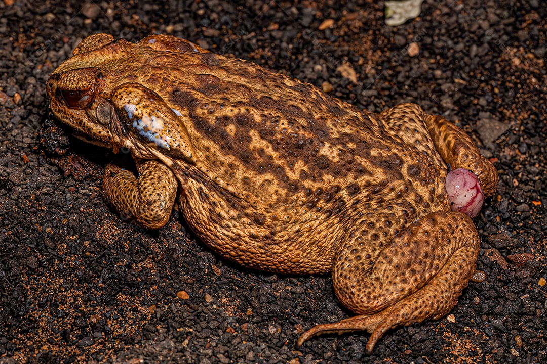 Sapo Cururu adulto esmagado da espécie Rhinella diptycha com protuberância anal, olhos machucados e glândulas de veneno excretando veneno.