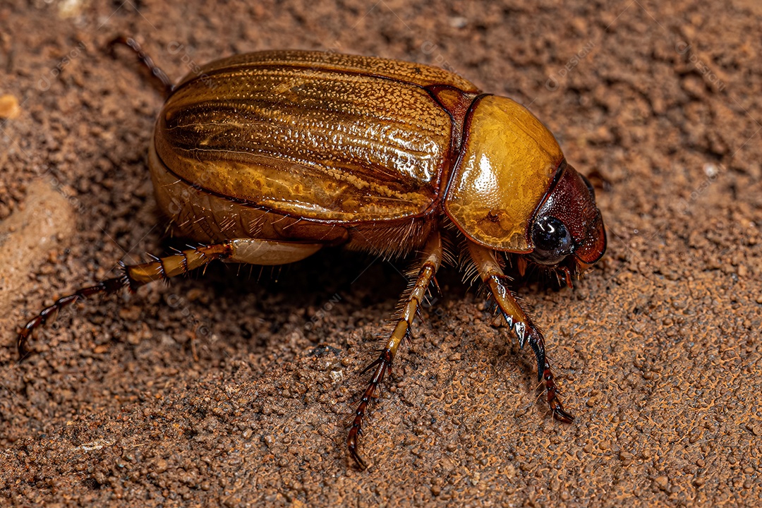 Escaravelho marrom adulto da família Scarabaeidae