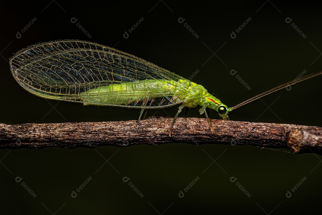 Adulto Típico crisopídeo do gênero Ceraeochrysa
