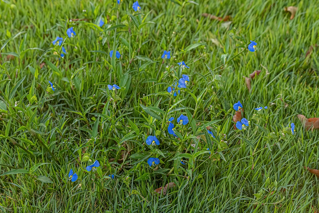 Planta pequena Dayflower do gênero Commelina